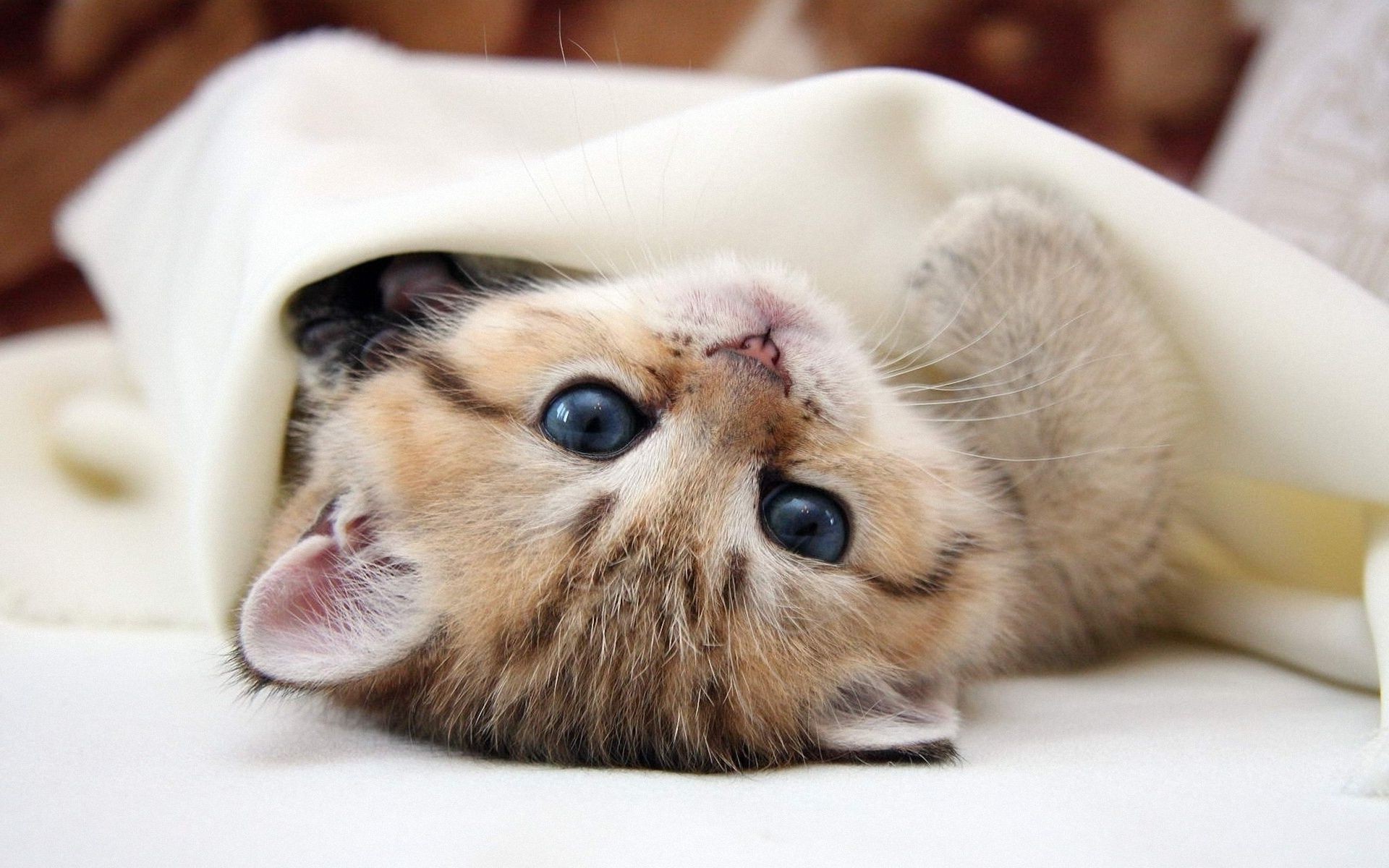 gatos lindo animal retrato mamífero mascota sueño piel ojo pequeño joven ver doméstico gato familia