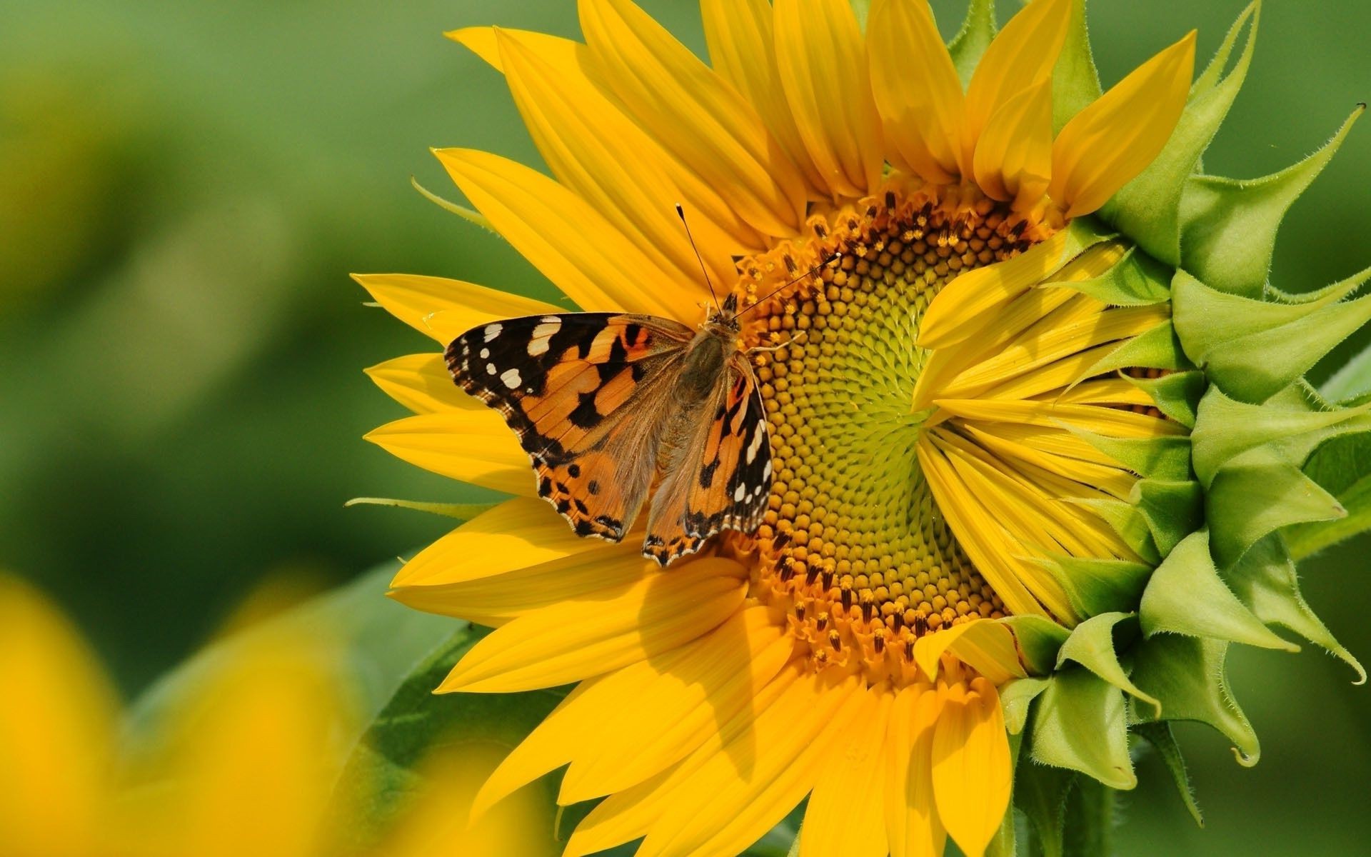 girasoles naturaleza hoja verano flora flor brillante girasol insecto jardín al aire libre crecimiento