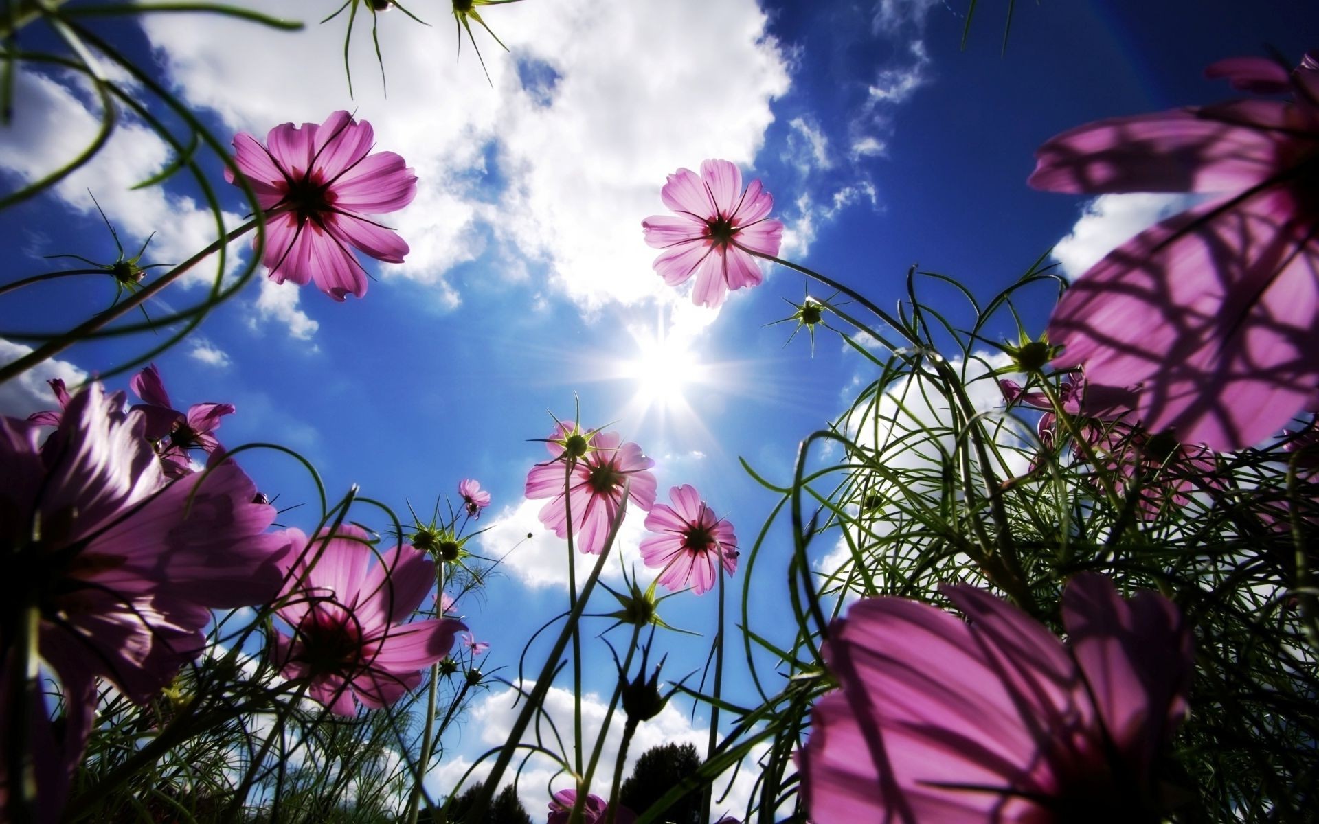 flowers flower nature flora summer grass field color garden sun floral leaf beautiful hayfield