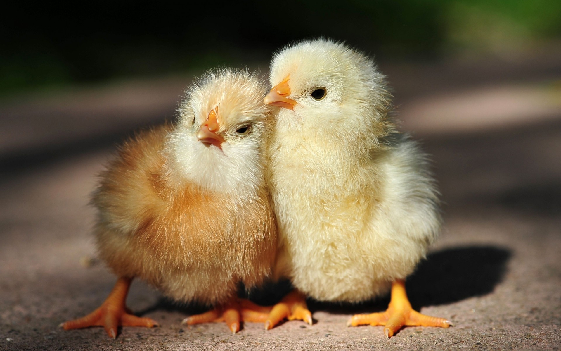 poussins oiseaux dames pâques oiseau vers le bas mignon nouveau-né petit poule enfant animal flou ferme drôlement poule plume minuscule deux nature