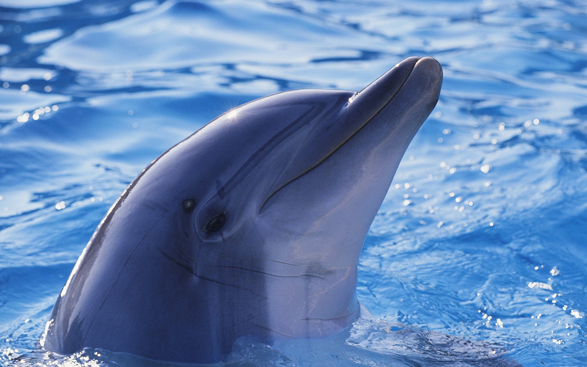 zwierzęta morskie dmuchawy delfin wieloryb podwodny woda pływanie ocean ssak fin ryby morze przyroda natura na zewnątrz akwarium mroźny