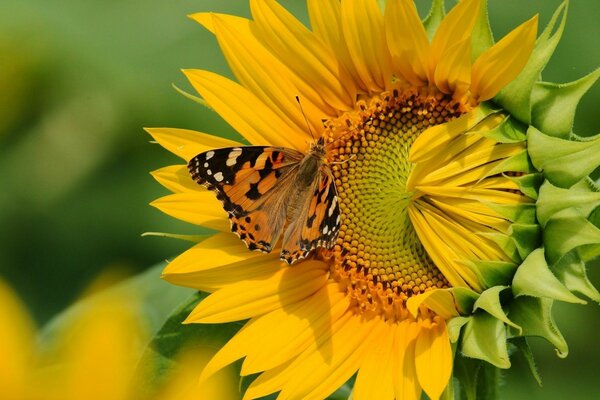 La farfalla impollina il grande girasole