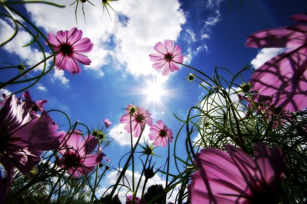 Lilac flowers on the background of the sky with clouds