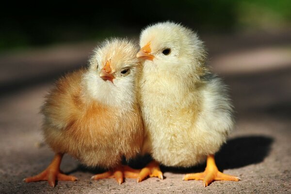 Two cute chicks huddle together