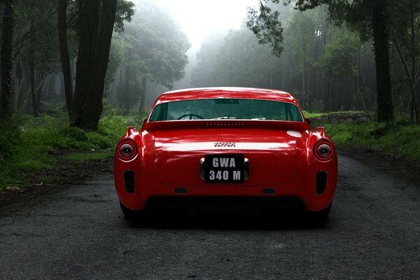 Luxury red car on a forest background