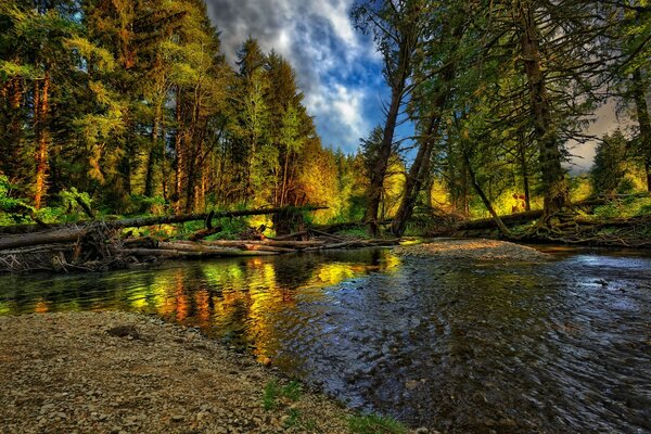 The river in the autumn forest