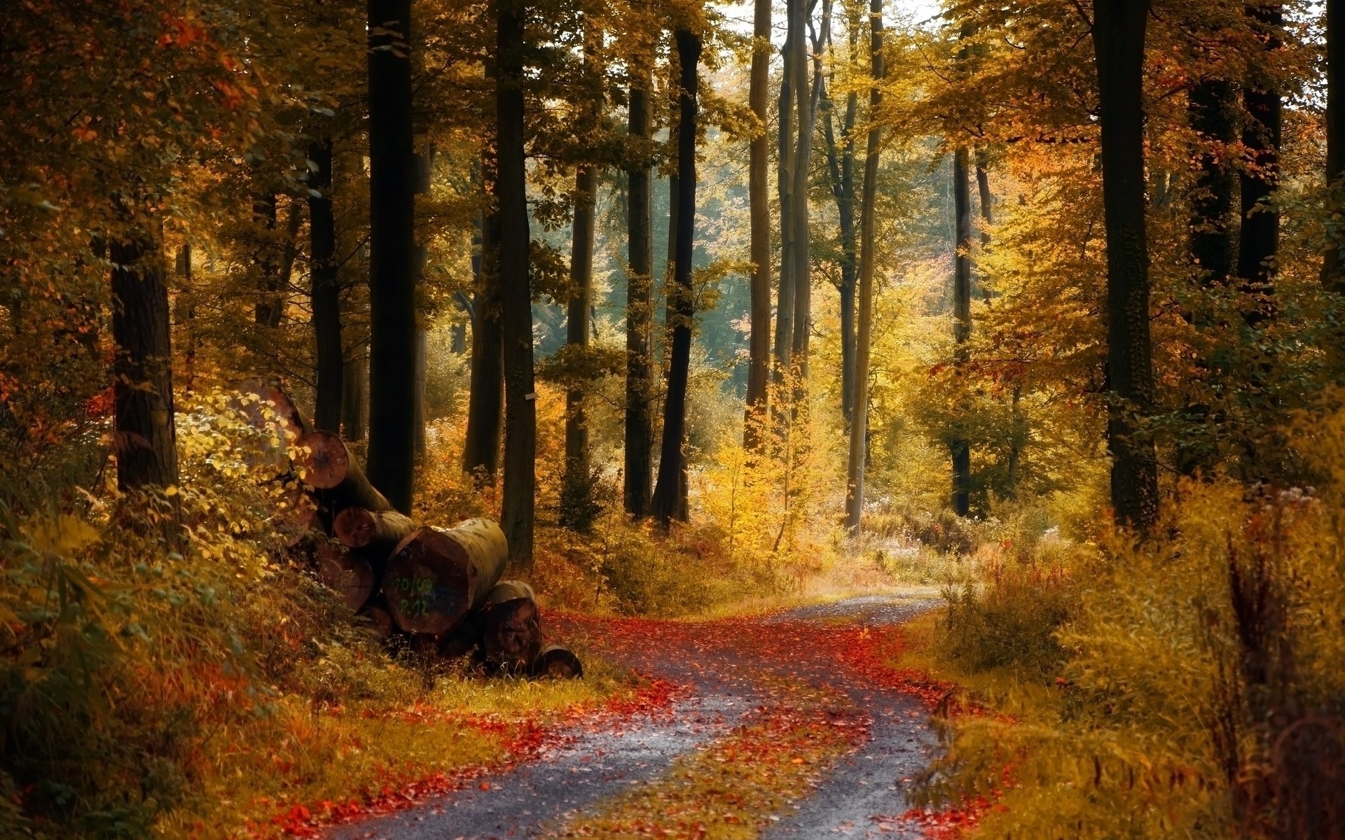 herbst herbst holz blatt holz landschaft park landschaftlich tageslicht straße umwelt natur im freien führer ahorn licht saison