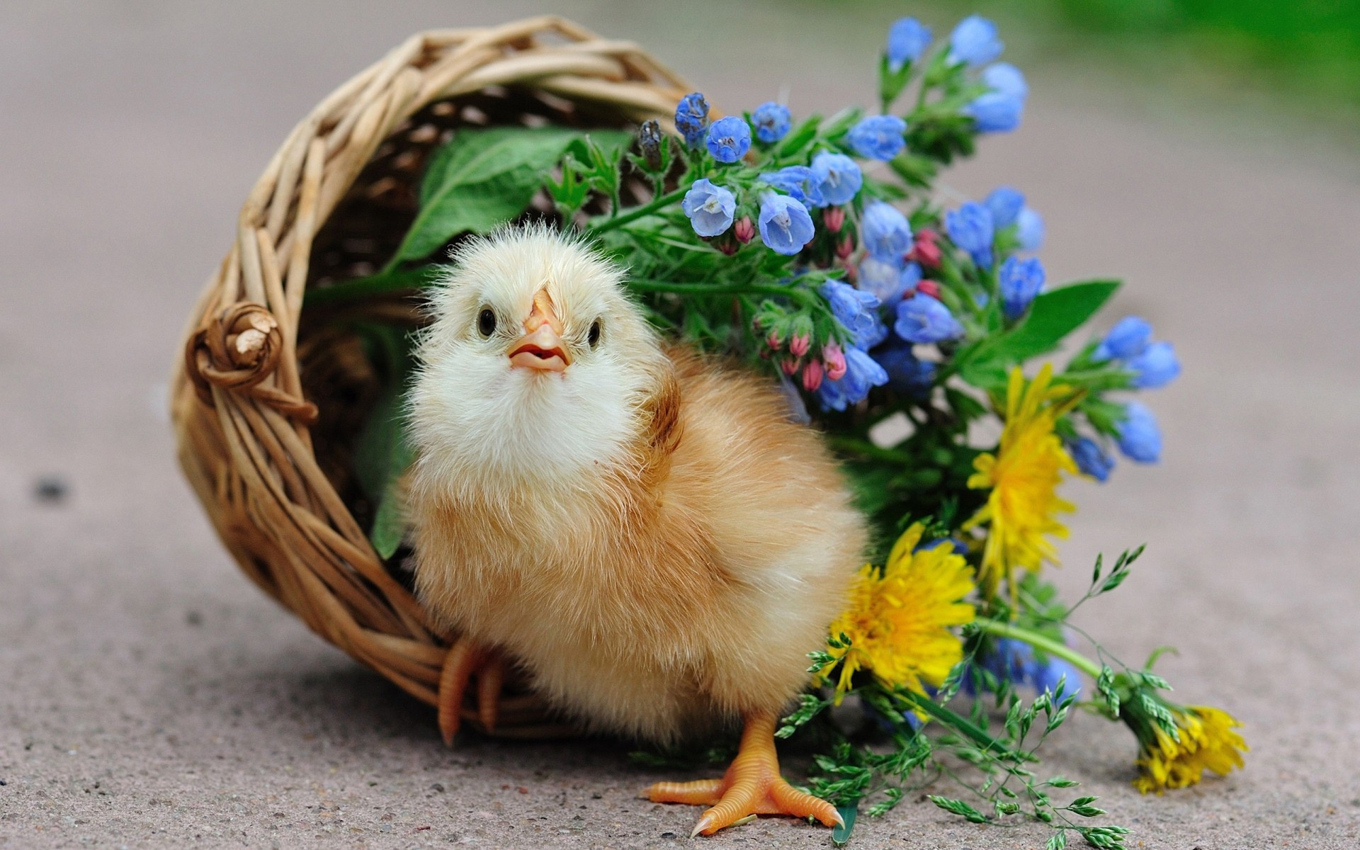 poussins pâques nature panier mignon petit herbe poule