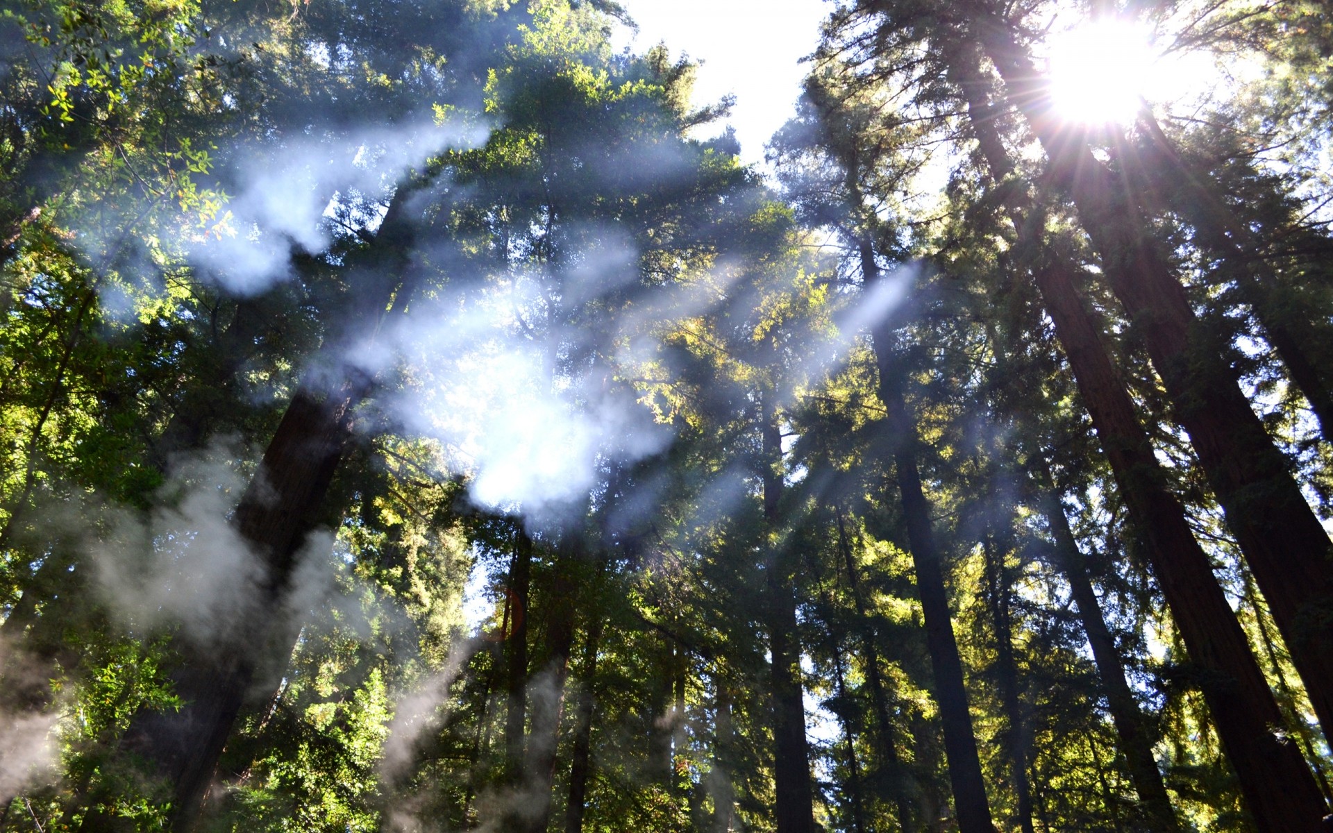 paesaggio legno natura bel tempo albero sole paesaggio foglia all aperto nebbia alba parco nebbia luminoso lussureggiante sunbim estate ambiente luce alberi fumo