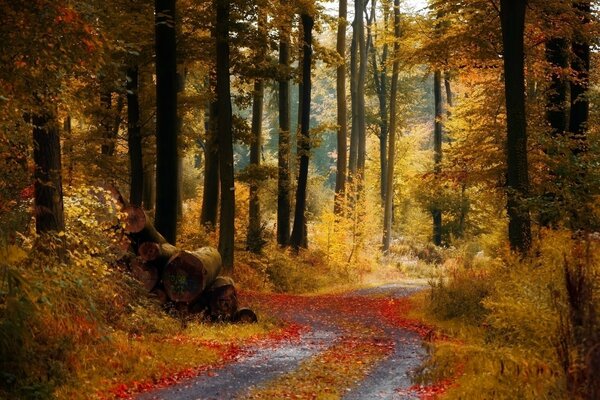 Foresta in autunno nel fogliame giallo