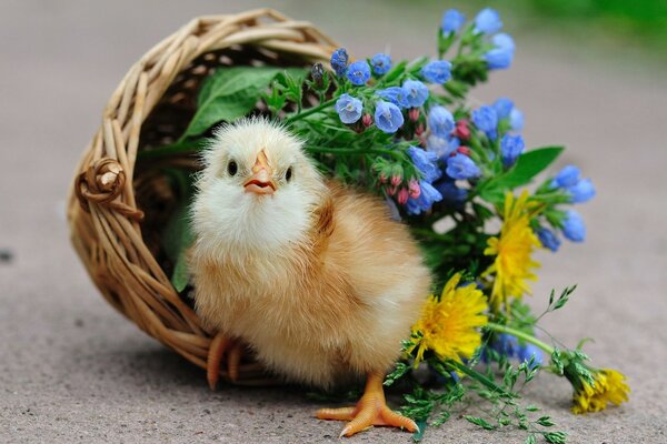 Pollo in un cesto di vimini con fiori