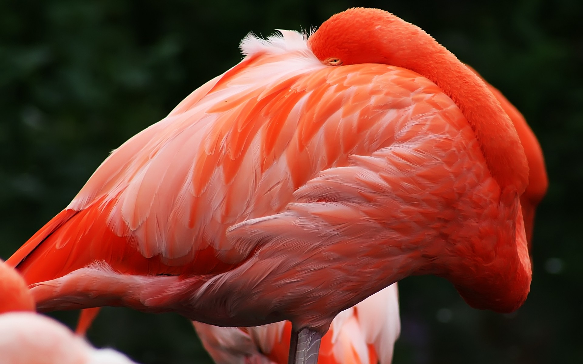 flamingo kuş doğa hayvanat bahçesi yaban hayatı geçiş yumuşatma gaga açık havada renk kanat hayvan egzotik kuşlar bir portre avian