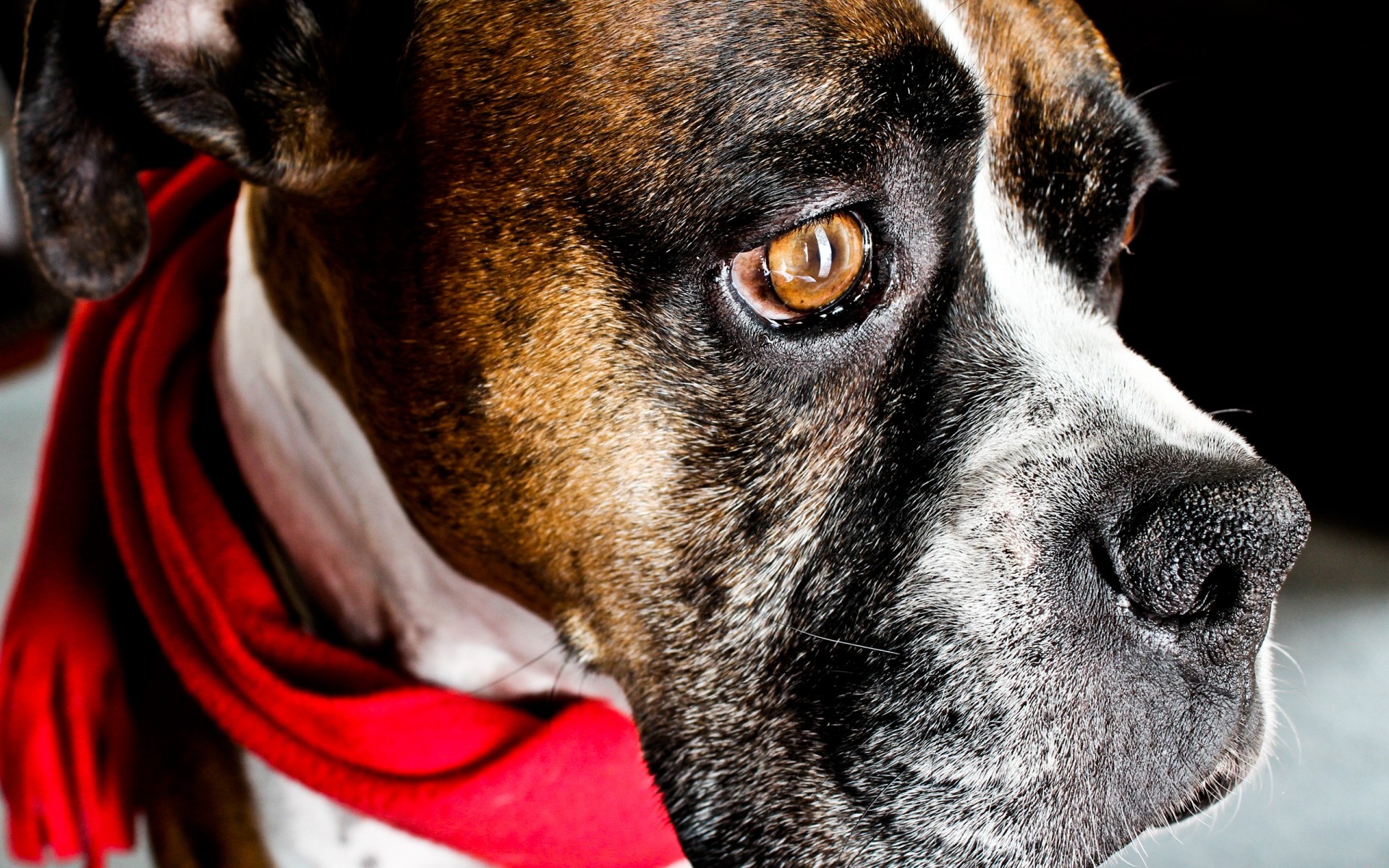 perros perro perro mascota mamífero lindo retrato animal cachorro sentarse adorable boxeador ver raza estudio advertencia doméstico divertido terrier pedigrí