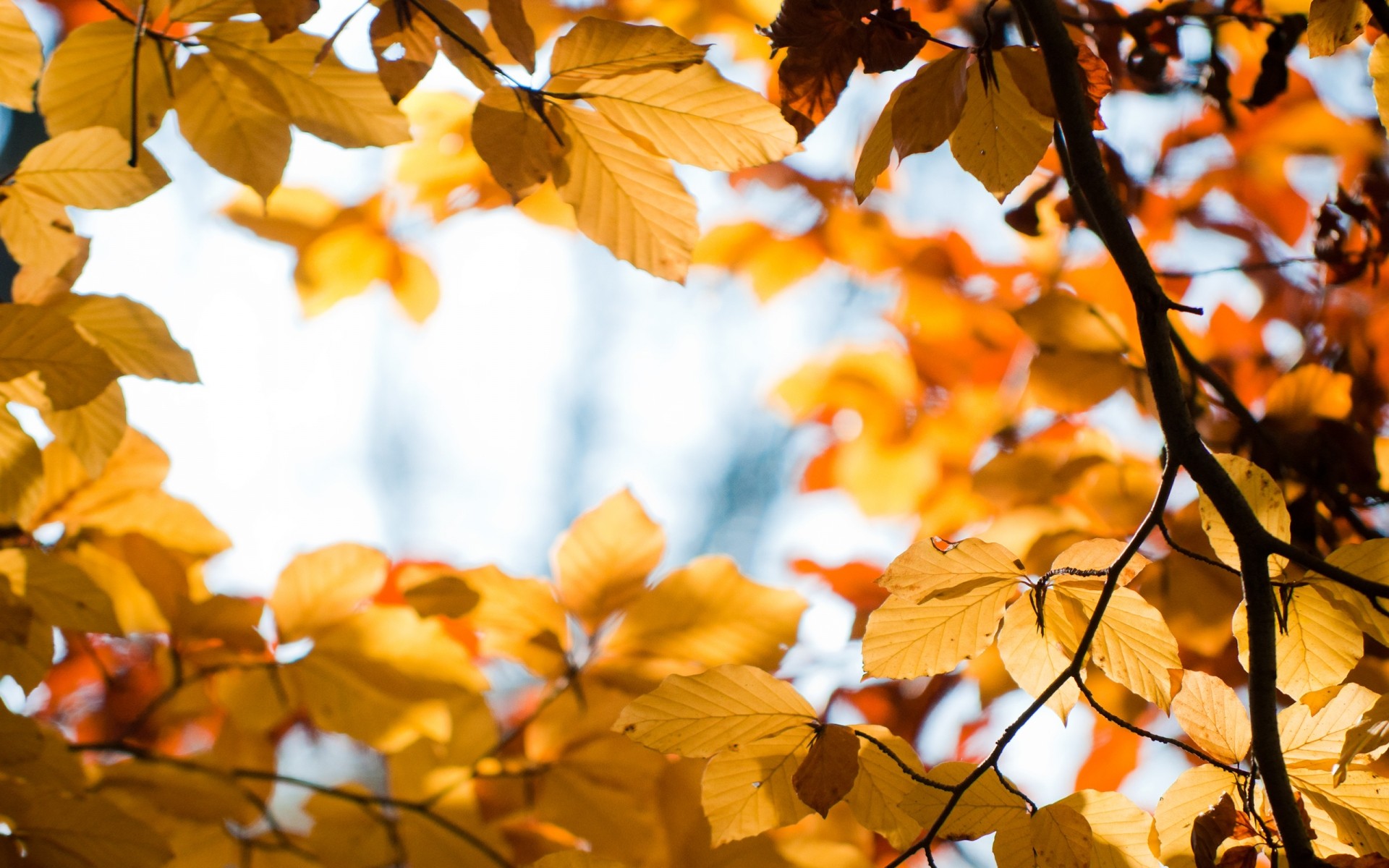 herbst herbst blatt saison baum natur zweig hell ahorn gutes wetter im freien flora farbe gold sonne park unschärfe wachstum