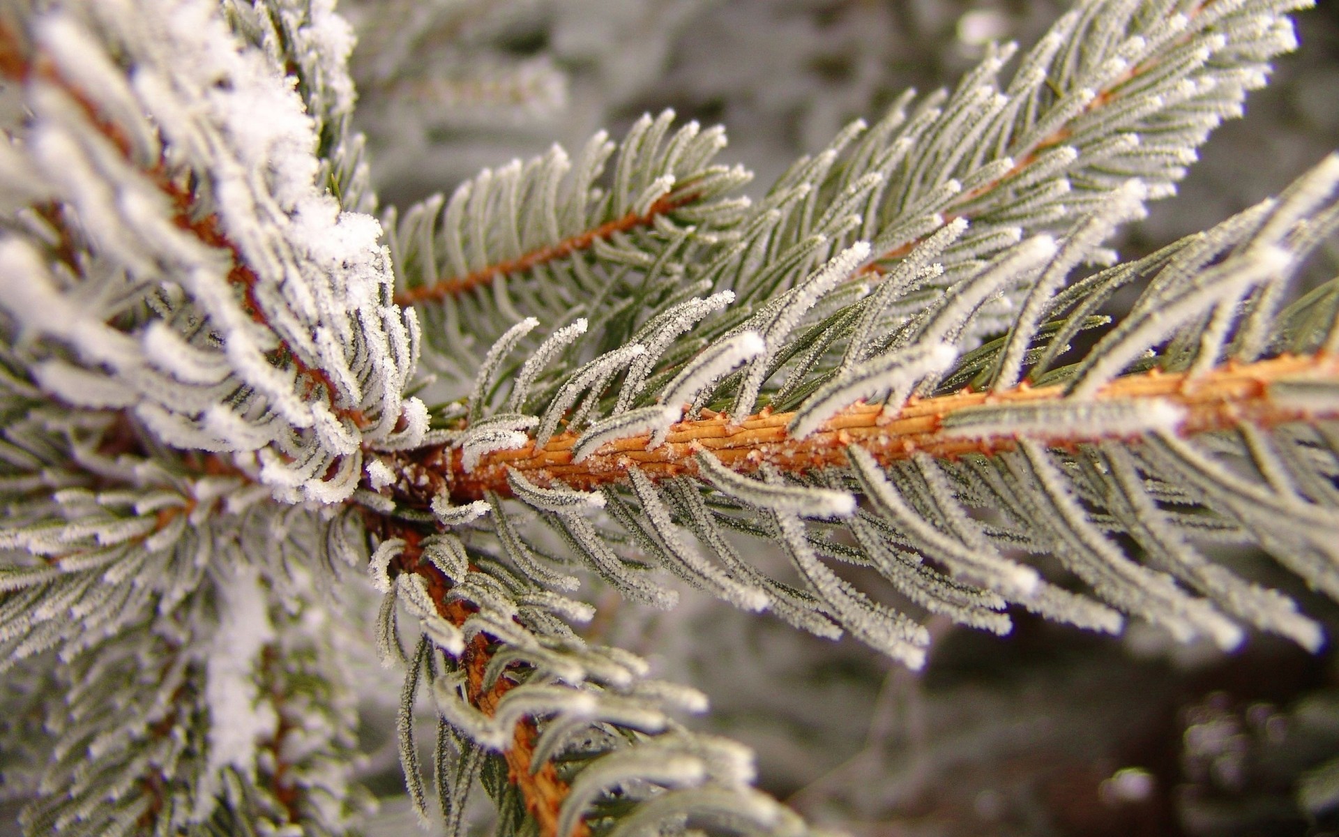 plantes hiver noël pin aiguille arbre saison evergreen sapin nature gel branche épinette conifère décoration conifère cône neige vacances gros plan