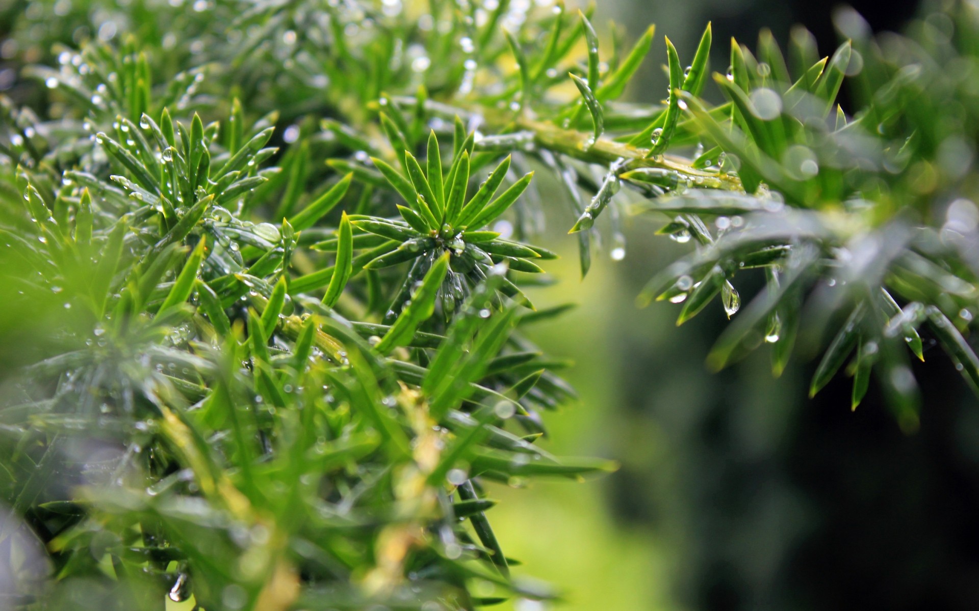 plantas naturaleza hoja flora hierba verano primer plano crecimiento exuberante frescura jardín medio ambiente rama brillante temporada árbol al aire libre lluvia caída rocío pino