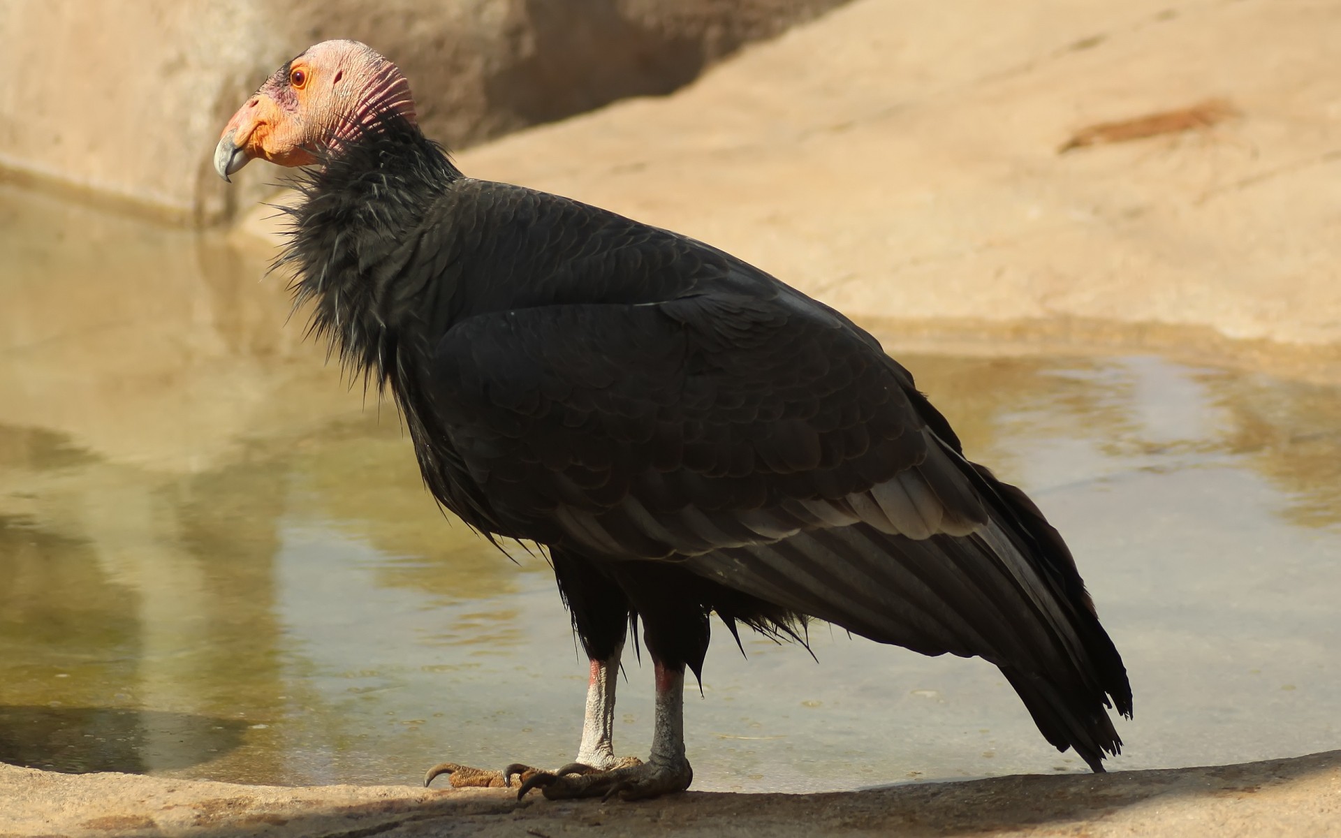 uccelli uccello fauna selvatica rapace natura animale selvaggio all aperto becco piuma avvoltoio aquila