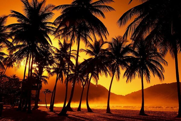 Sunset photos on the beach with palm trees