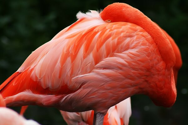 Rosa Flamingo Kind des Sonnenuntergangs