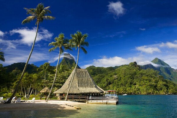 Palm trees landscape on the tropical coast