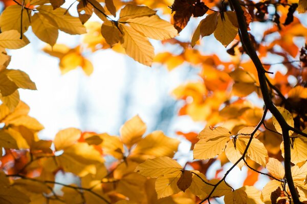 Árbol de otoño con hojas amarillas