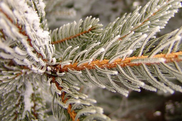 Ein uniger Kiefernzweig im frostigen Winter