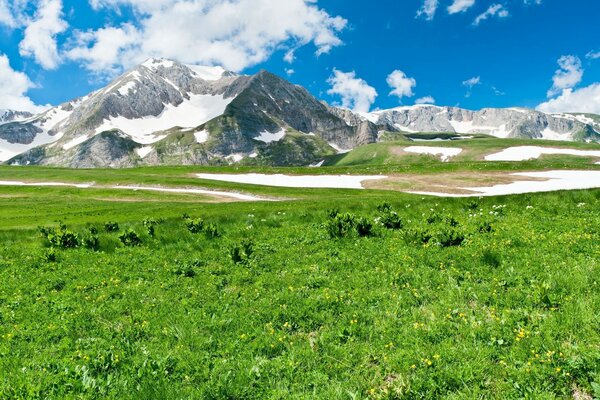 Green meadows on the background of snow-covered mountains