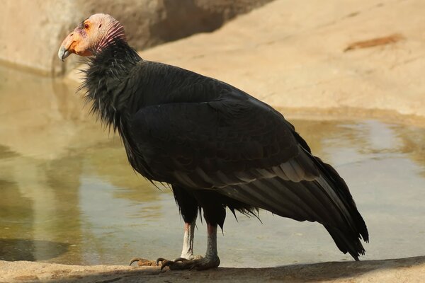 Ein Raptor-Vogel steht am Wasser