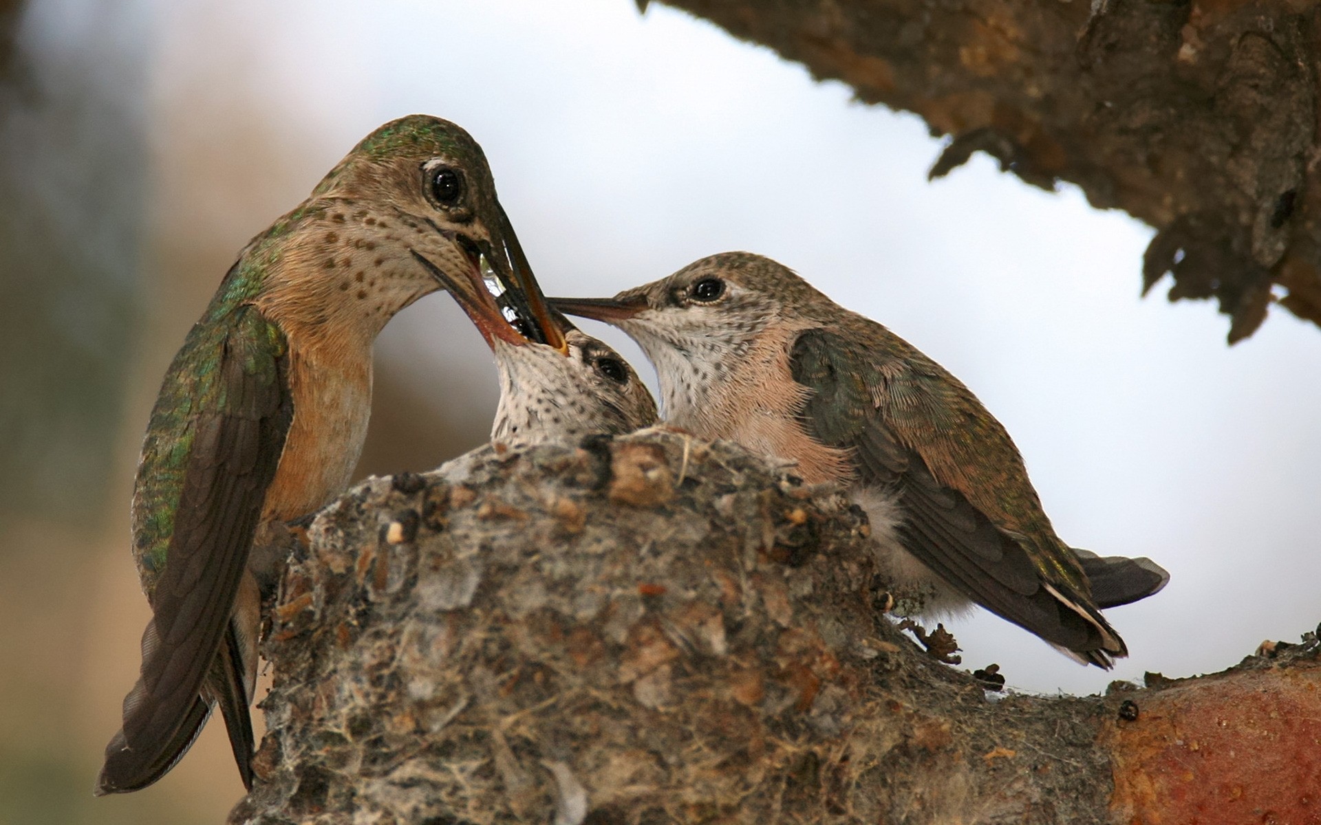 oiseaux oiseau la faune la nature nid avian animal à l extérieur bec plume sauvage lumière du jour ornithologie arbre aile un