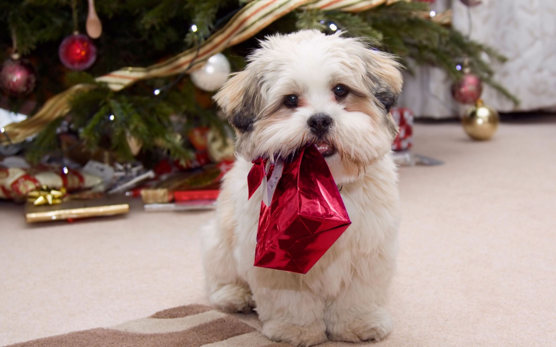 noël mammifère chien animal fourrure portrait mignon petit animal s asseoir cynologue cadeau arbre globes