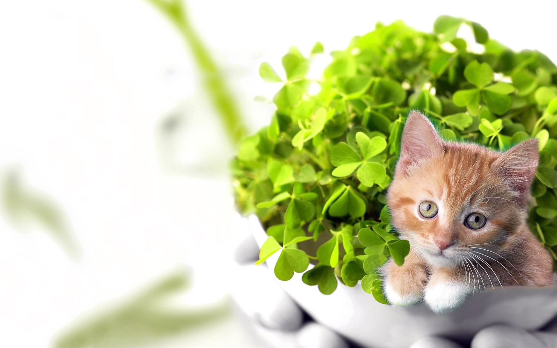 gatos escritorio naturaleza joven lindo pequeño hoja animales foto