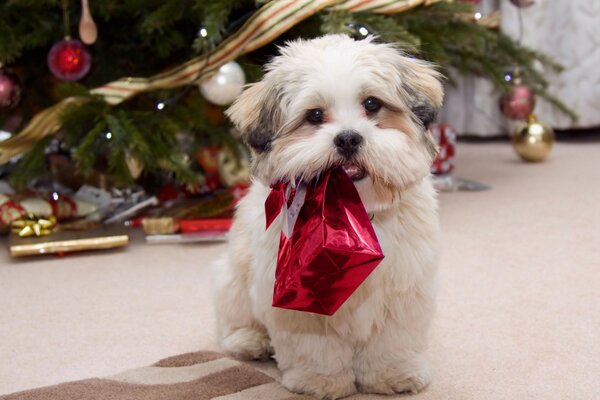 Noel hediyesi olan güzel köpek yavrusu