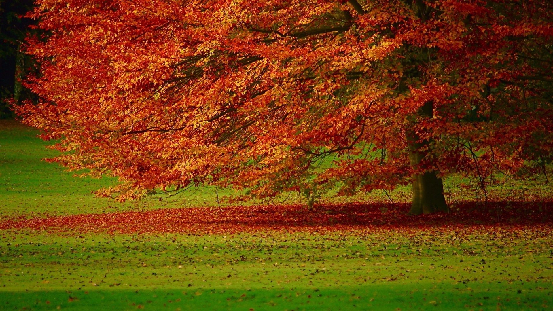 árboles otoño hoja árbol paisaje temporada naturaleza color rural brillante escritorio campo madera parque al aire libre