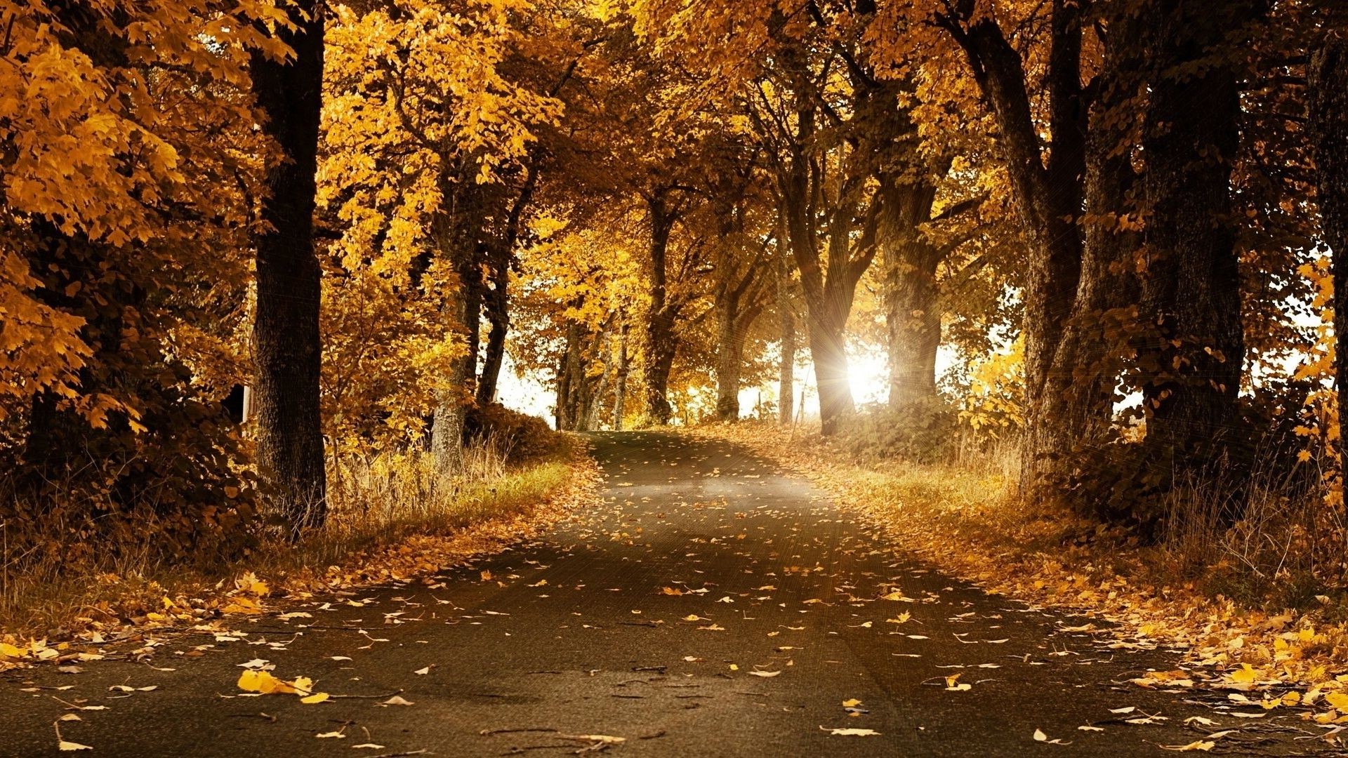 sonnenuntergang und dämmerung herbst blatt baum straße holz landschaft park natur führung im freien gasse nebel nebel dämmerung gold