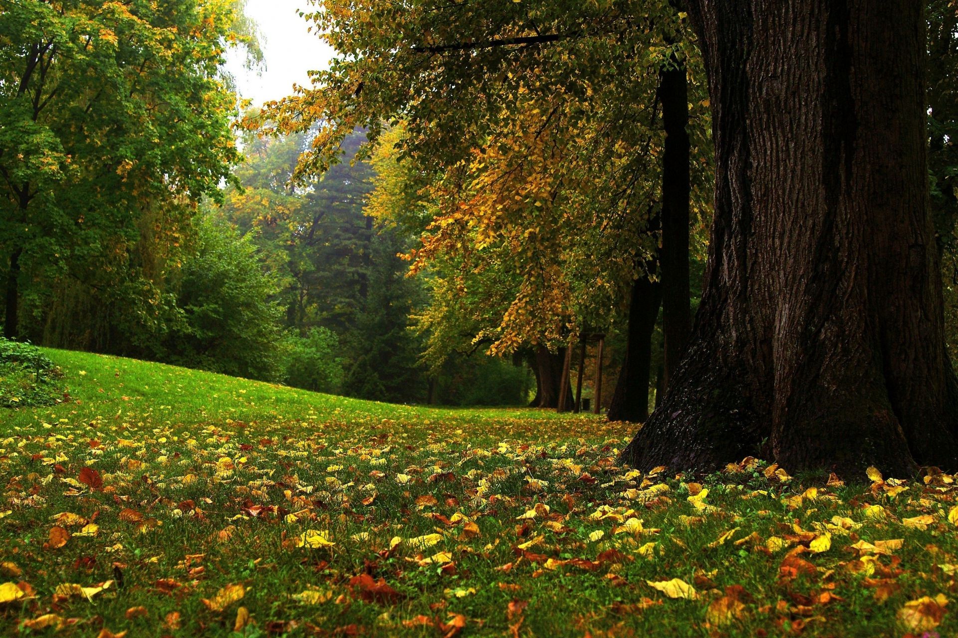 feuilles arbre bois feuille parc paysage nature automne à l extérieur érable scénique environnement beau temps