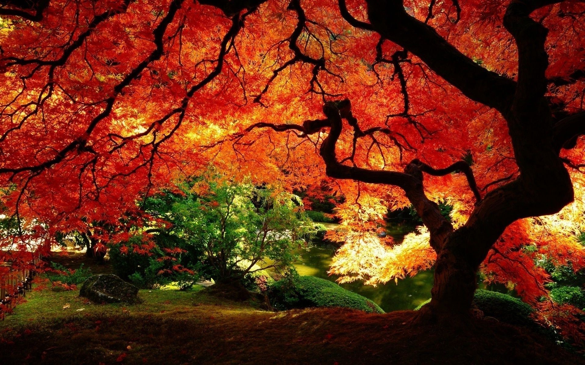 autumn fall leaf tree maple park backlit wood landscape outdoors nature lush season dawn