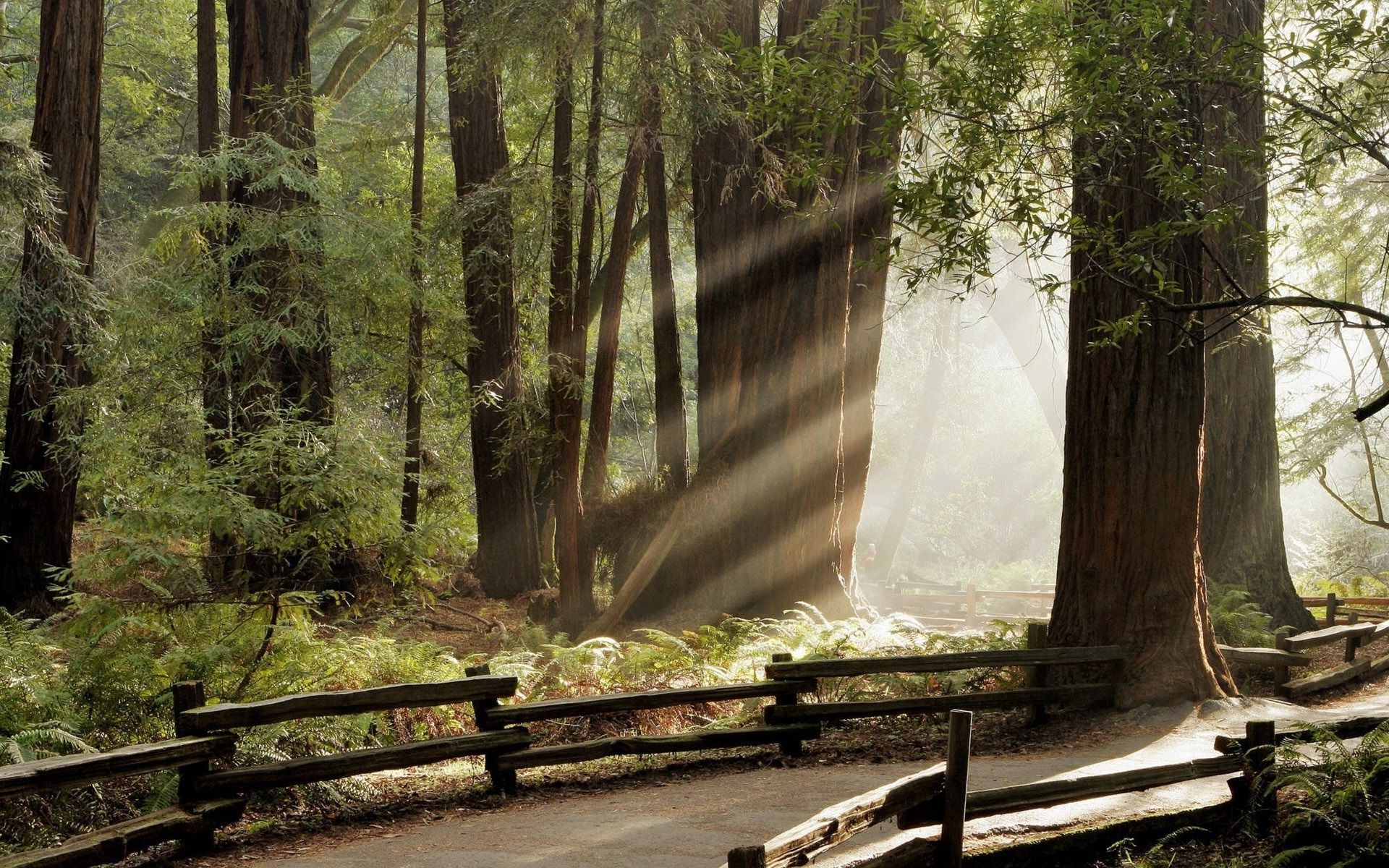 дороги древесины дерево природа пейзаж лист парк свет на открытом воздухе руководство путешествия туман осень среды