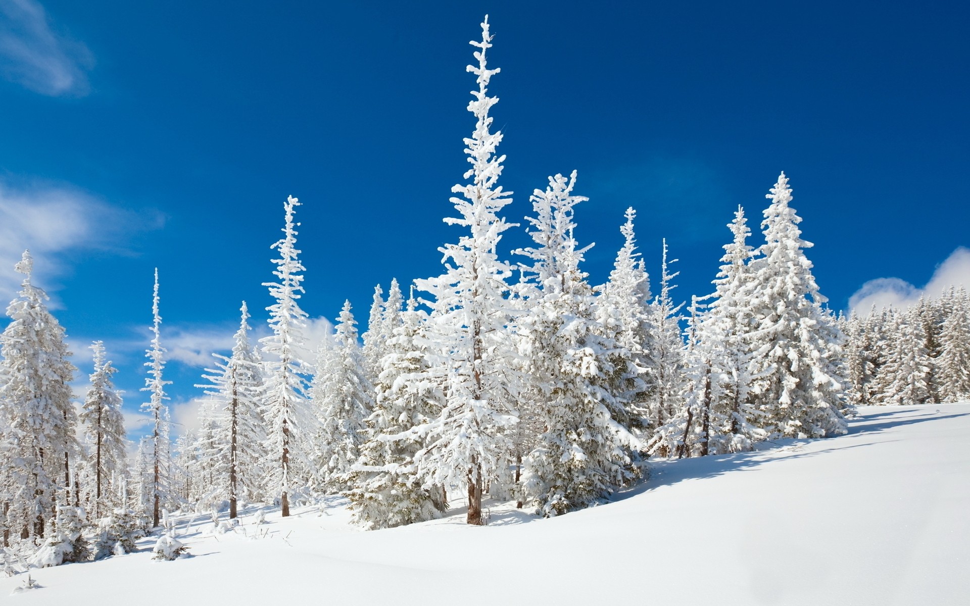 冬天 雪 冷 霜 木材 冻结 季节 冰 树 山 雪 天气 景观 冷杉 风景如画 云杉 常绿 粉 自然 好天气 冬季壁纸高清