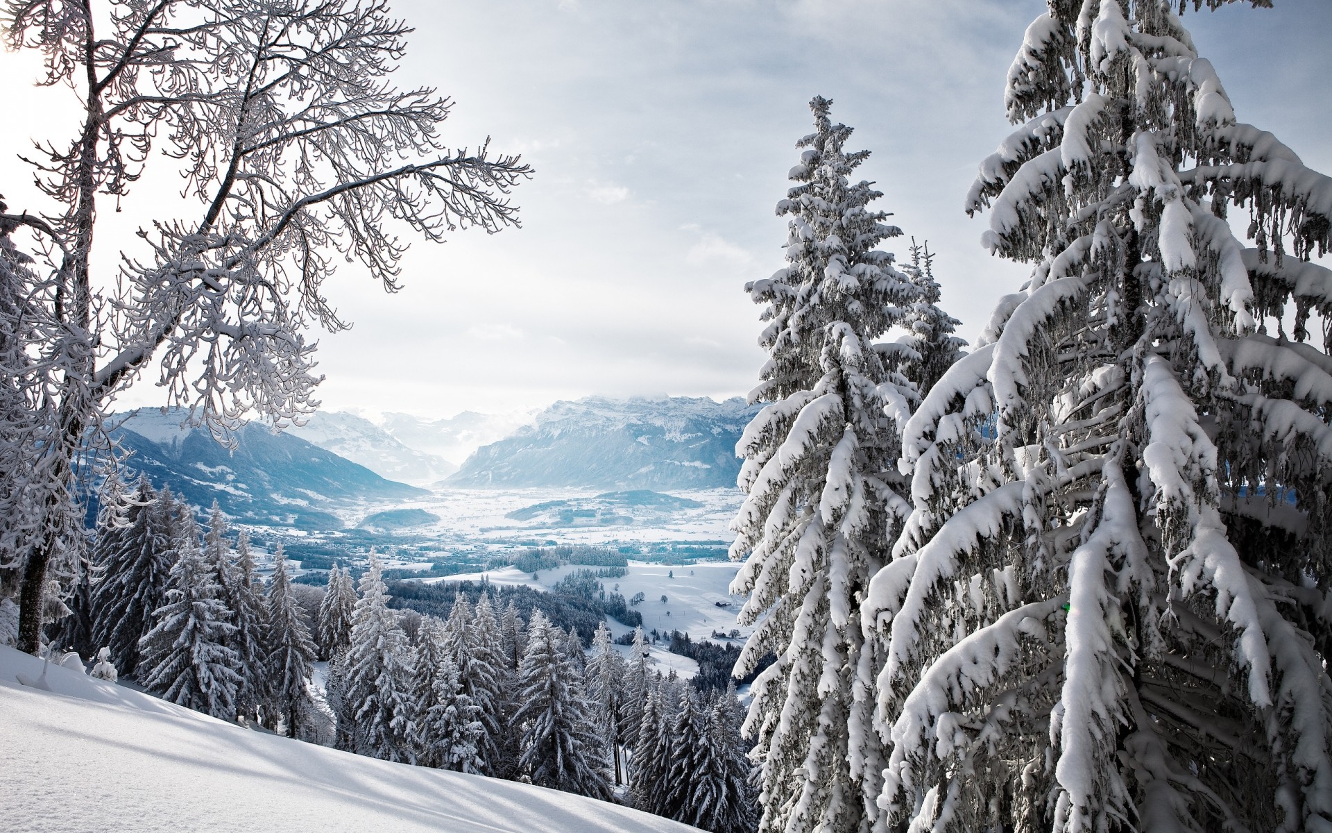 winter schnee holz kälte berge baum frost landschaftlich landschaftlich saison eis tanne gefroren verschneit evergreen kiefer fichte natur nadelbaum wintertapete wald berge