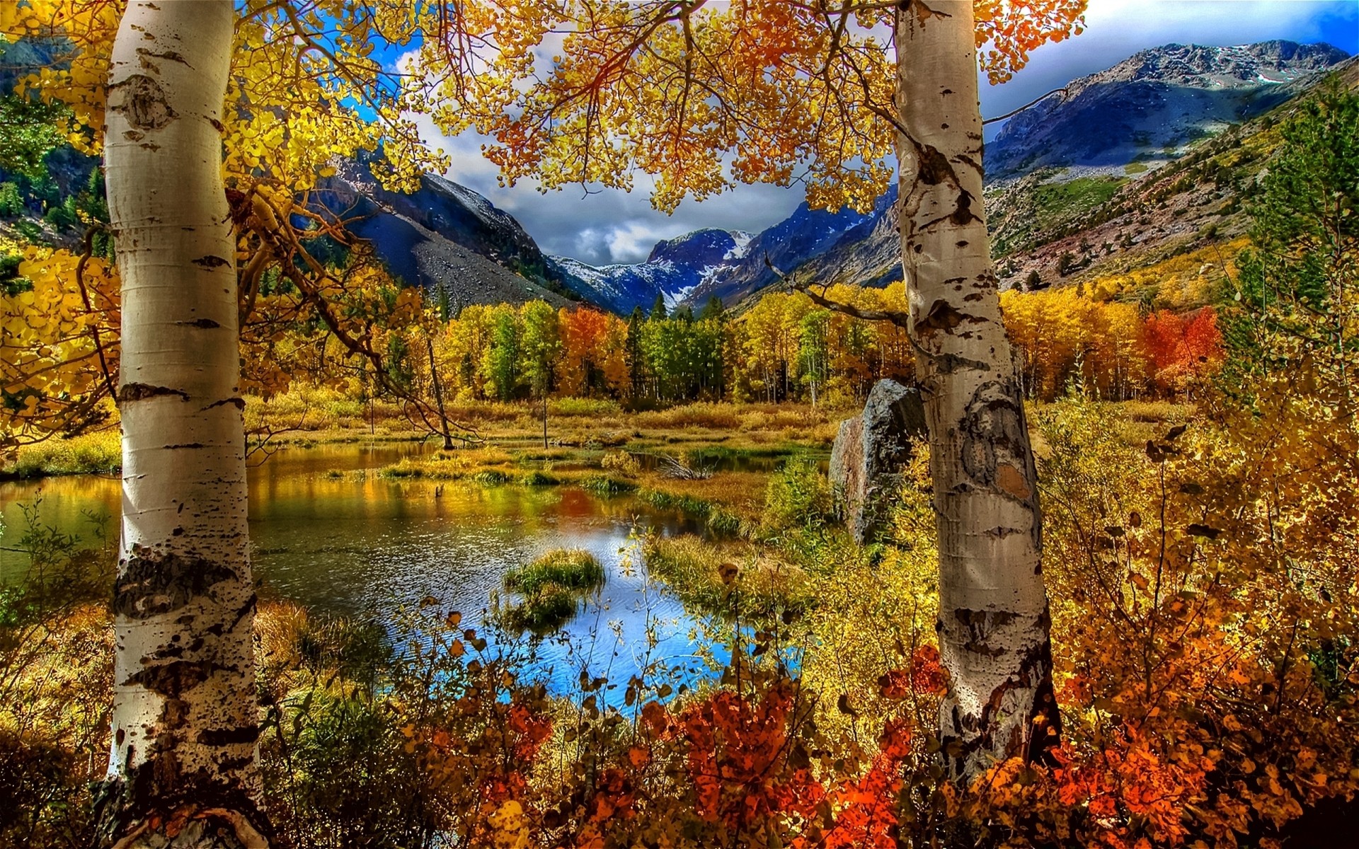 autumn fall leaf tree wood nature landscape outdoors season park scenic branch birch scenery flora environment sky water fair weather trees mountains