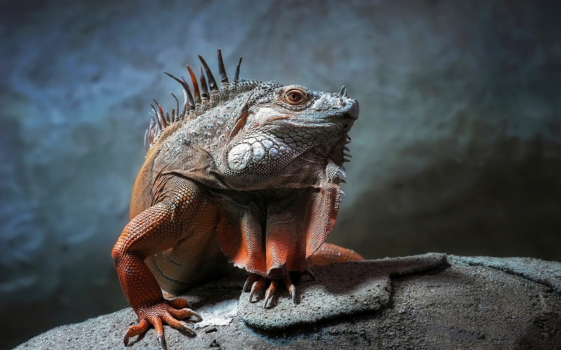 reptiles and frogs lizard reptile wildlife nature animal tropical dragon zoo wild portrait exotic ocean one sea iguana