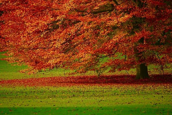 Foto de outono de uma árvore no campo