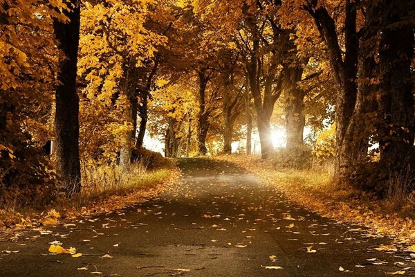 Hojas de otoño en el camino del bosque