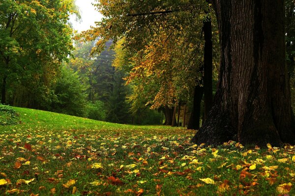 Fallen leaves from trees in the park