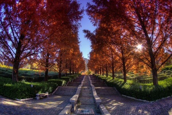 Schöne Landschaft des Herbstparks