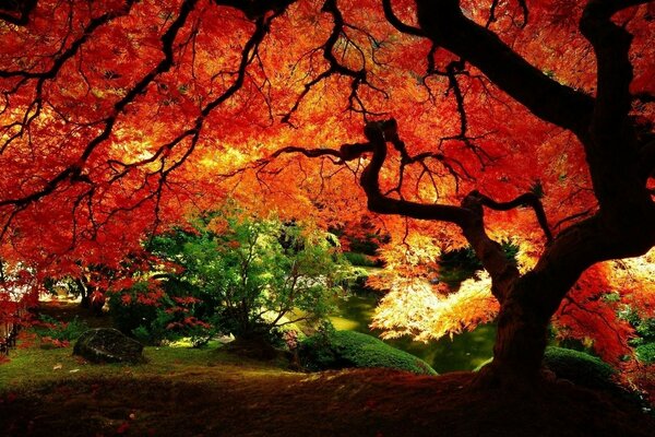 A big autumn tree in the forest