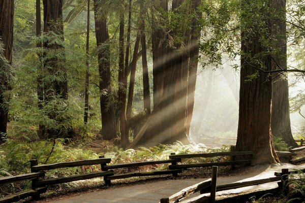 A road with trees in a shady area