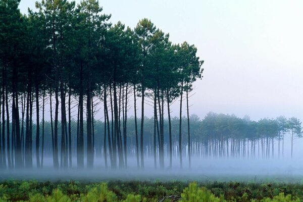 Дерева на тлі води в похмурому тумані