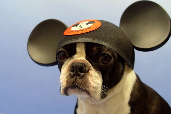 The dog with Mickey Mouse ears is indignant