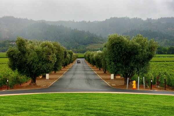 Fog , the road along the green alley